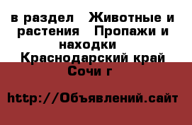  в раздел : Животные и растения » Пропажи и находки . Краснодарский край,Сочи г.